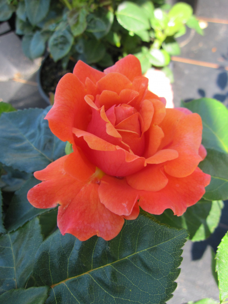 Englische Rose Easy Does It2
